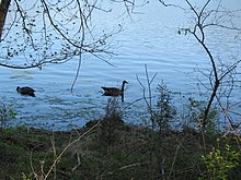 Geese are some of the wildlife found in the park. Radnor Lake geese.JPG