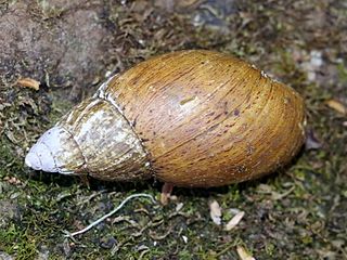 <i>Pygmipanda atomata</i> Species of gastropod