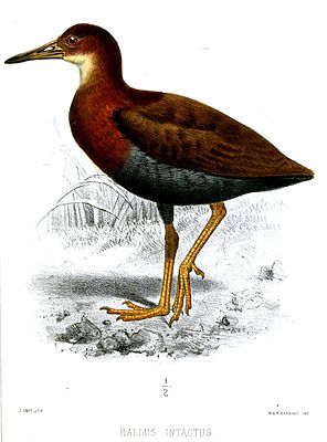 Rust-winged rail (Gymnocrex plumbeiventris)