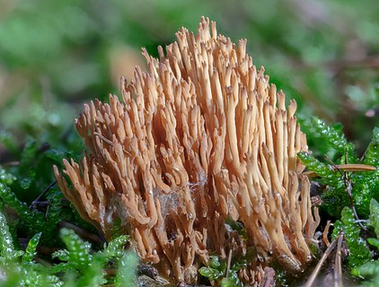 Ramaria flaccida, Hartelholz, Munich, Germany.