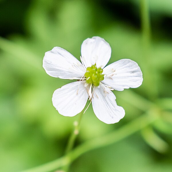 File:Ranunculus aconitifolius in Haute-Savoie (4).jpg