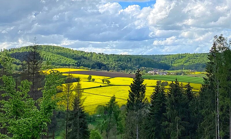 File:RapeseedFields.jpg