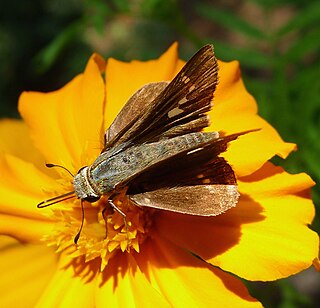 <i>Parnara ganga</i> species of insect