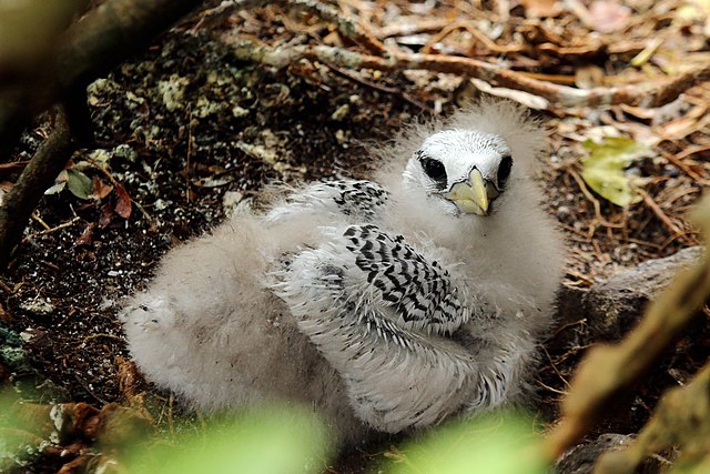 P. a. mesonauta chick, Little Tobago