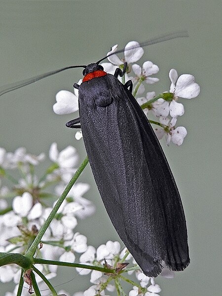 File:Red-necked Footman.jpg