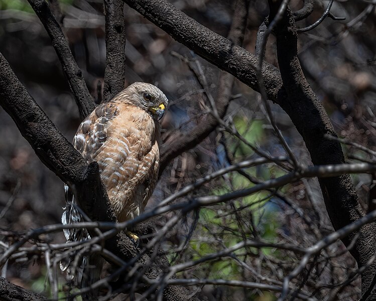 File:Red-shouldered Hawk (52062361785).jpg