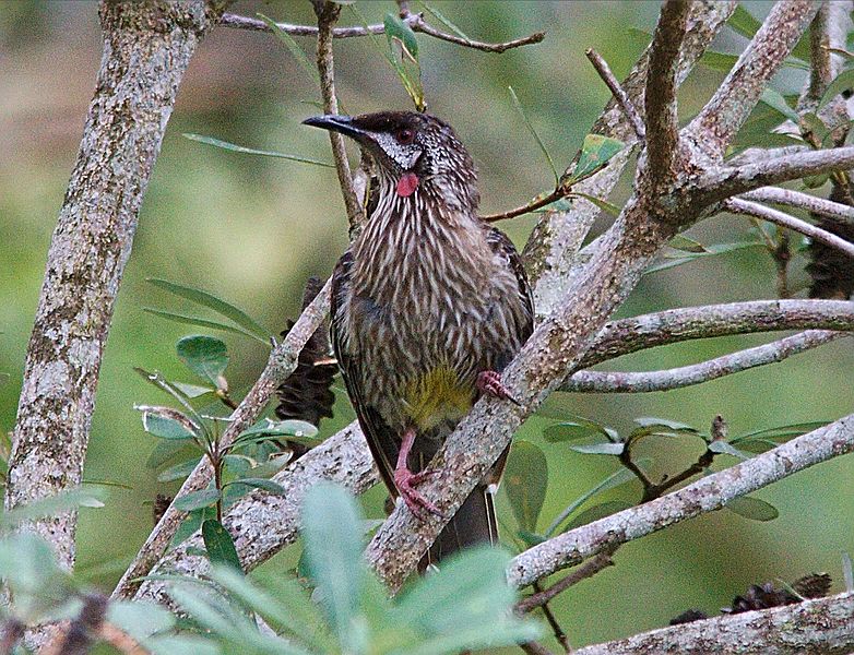 File:Red-wattlebird.jpg