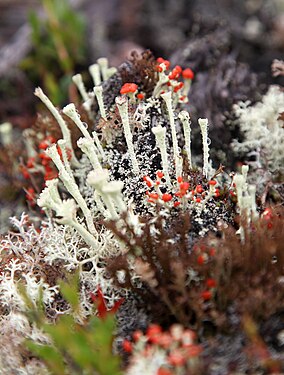 Red flowering lichen Cladonia macilenta and Cladonia fimbriata