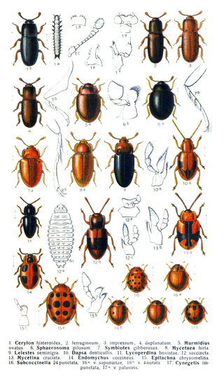 <span class="mw-page-title-main">Cucujoidea</span> Superfamily of beetles