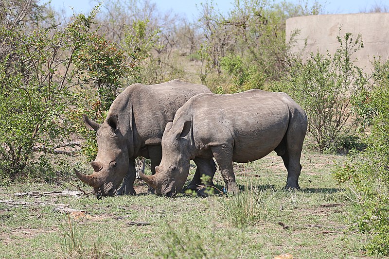 File:Rhinoceros in Kruger National Park 01.jpg