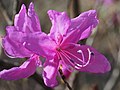 Rhododendron dilatatum 10.jpg