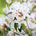 Rhododendron yunnanense-IMG 6701.JPG