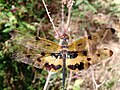 Rhyothemis variegata variegated flutterer vijayanrajapuram 03.jpg