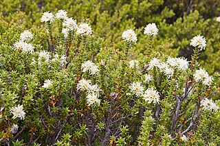 <i>Richea sprengelioides</i> species of plant