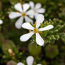 Ricinocarpos megalocarpus close.jpg