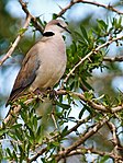 Ring-necked-Dove-Masai-Mara.jpg