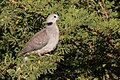 Ring-necked Dove (27973002490).jpg