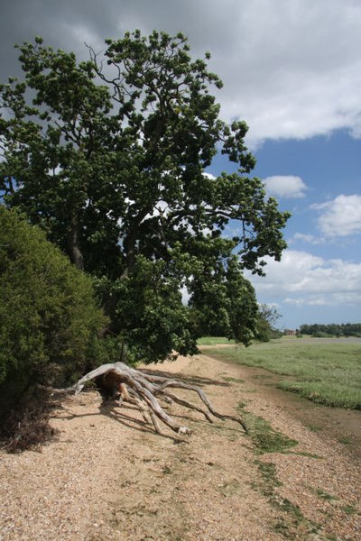 File:River Orwell foreshore - geograph.org.uk - 861616.jpg