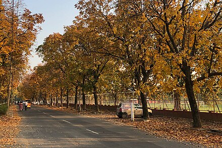 A road in Panjab University during spring.