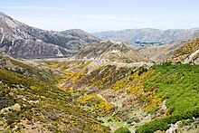 Porters Pass, the type locality of this species. Road to Porters Pass 01.jpg