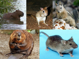 1-й ряд: капибара, долгоног, золотистый суслик; 2-й ряд: канадский бобр, домовая мышь.