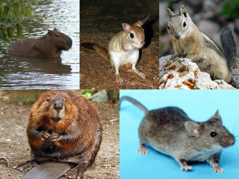 File:Rodent collage.png