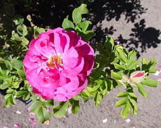 <i>Rosa</i> David Thompson Deep reddish-pink Hybrid Kordesii rose cultivar