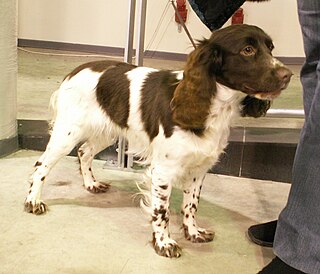 <span class="mw-page-title-main">Russian Spaniel</span> Dog breed