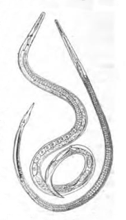 <i>Tylenchus</i> Genus of roundworms