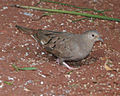 Ruddy Ground-Dove (Columbina talpacoti) - Flickr - Lip Kee (1).jpg