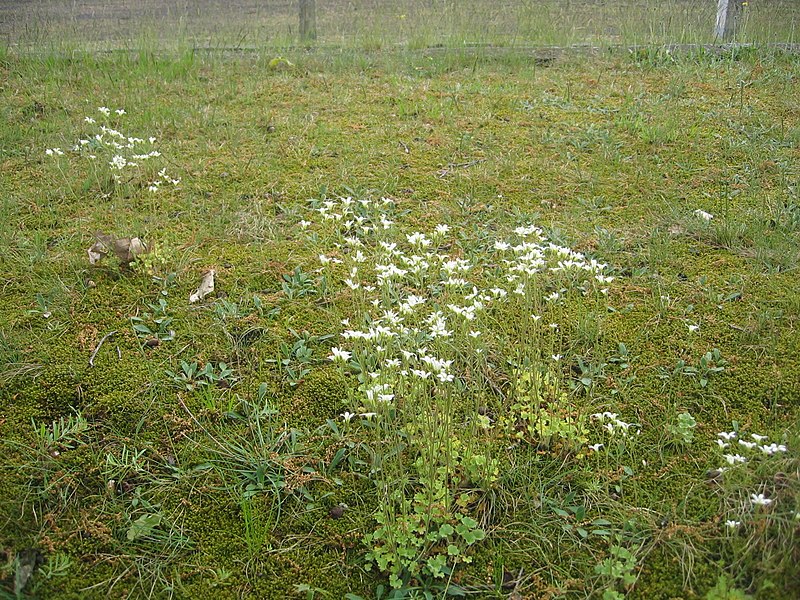 File:Ruhland, Ortrander Str., Sportplatzumwallung mit Knöllchen-Steinbrech, Frühling, 01.jpg