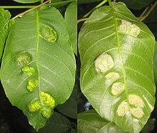Filzgallen von Aceria erinea, Blattober- und Unterseite