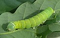 Pseudoips prasinana Deutsch: Raupe der Buchen-Kahneule, Oberbayern