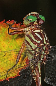 Russet-tipped clubtail, Stylurus plagiatus Russet-tipped Clubtail - Stylurus plagiatus, Leesylvania State Park, Woodbridge, Virginia - 29826482305.jpg