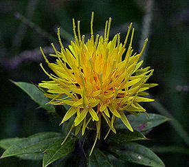 Safflower.jpg