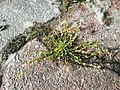 Sagina apetala subsp. erecta sl11.jpg