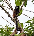 Thumbnail for Andean saddle-back tamarin