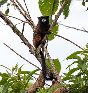 <span class="mw-page-title-main">Andean saddle-back tamarin</span> Species of New World monkey