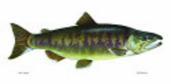 Losos chum fish oncorhynchus keta.jpg