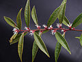 Sarcococca hookeriana A.jpg