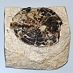 Fossil of the Paleocene-recent heart urchin Schizaster Schizasteridae - Schizaster species.JPG