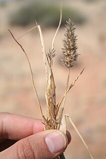 <i>Schmidtia</i> Genus of grasses