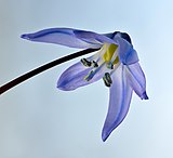 Scilla siberica flower - Keila.jpg
