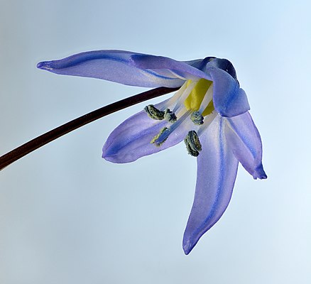 Scilla siberica