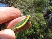 Scotorythra paludicola (Koa Moth) (8484263192).jpg