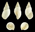 * Nomination Shell of a Bulimulid, Scutalus bicolor polymorphus --Llez 20:48, 7 April 2018 (UTC) * Promotion  Support Good quality.--Agnes Monkelbaan 05:06, 8 April 2018 (UTC)