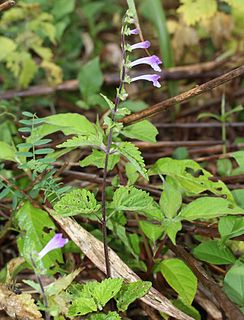 <i>Scutellaria</i> genus of plants