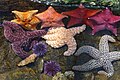 Sea stars and sea urchins in the tide pool touch tank at the Cabrillo Marine Aquarium.JPG