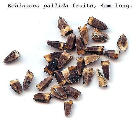 SeedsEchinaceaeapallida.jpg