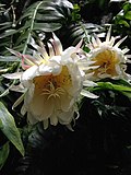 Epiphyllum oxypetalum - Wikipedia